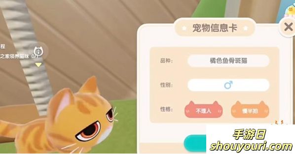 心动小镇怎么养猫 养猫攻略分享